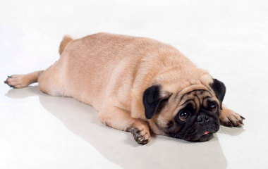 Проблема зайвої ваги у собак