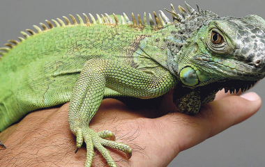 Що їдять зелені ігуани