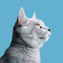 Коти